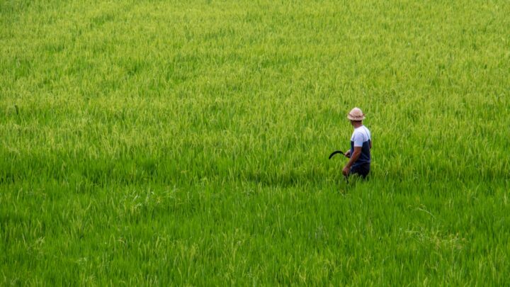 Pupuk Dasar: Kunci Panen Melimpah, Petani Untung!