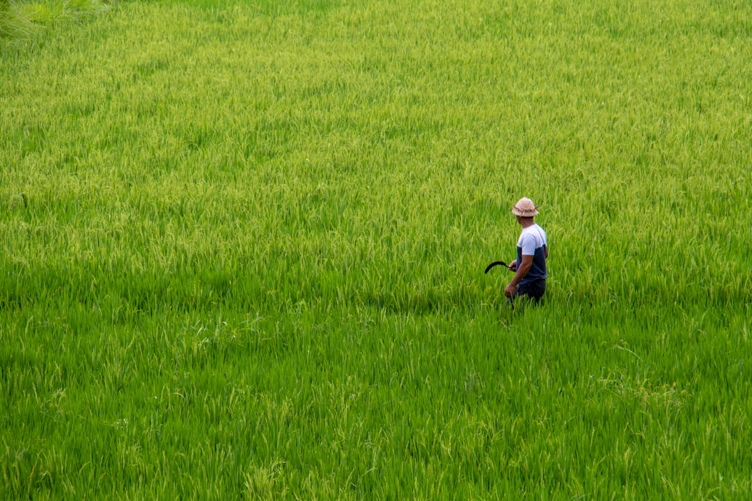 Pupuk Dasar: Kunci Panen Melimpah, Petani Untung!