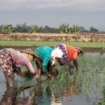 Pupuk Hemat, Tanah Sehat: Jurus Rotasi Tanaman untuk Petani Kecil