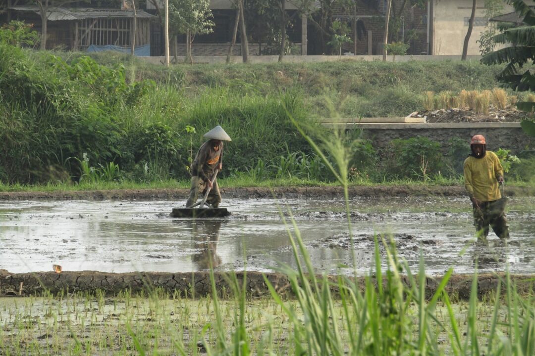 Rotasi Pupuk: Rahasia Tanah Subur & Panen Melimpah!