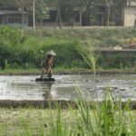 Rotasi Pupuk: Rahasia Tanah Subur & Panen Melimpah!