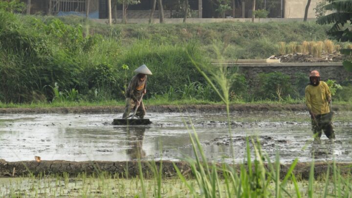 Rotasi Pupuk: Rahasia Tanah Subur & Panen Melimpah!