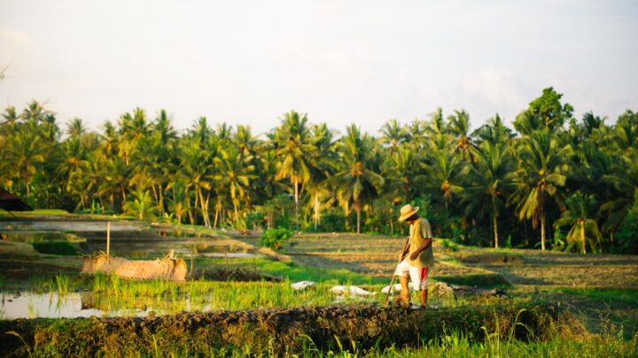 Rotasi Tanaman: Jurus Ampuh Petani Kecil Untung Lebih!