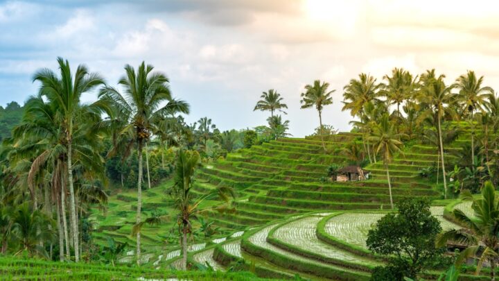Panduan Dasar Tanam Padi: Hasil Melimpah, Petani Senang!