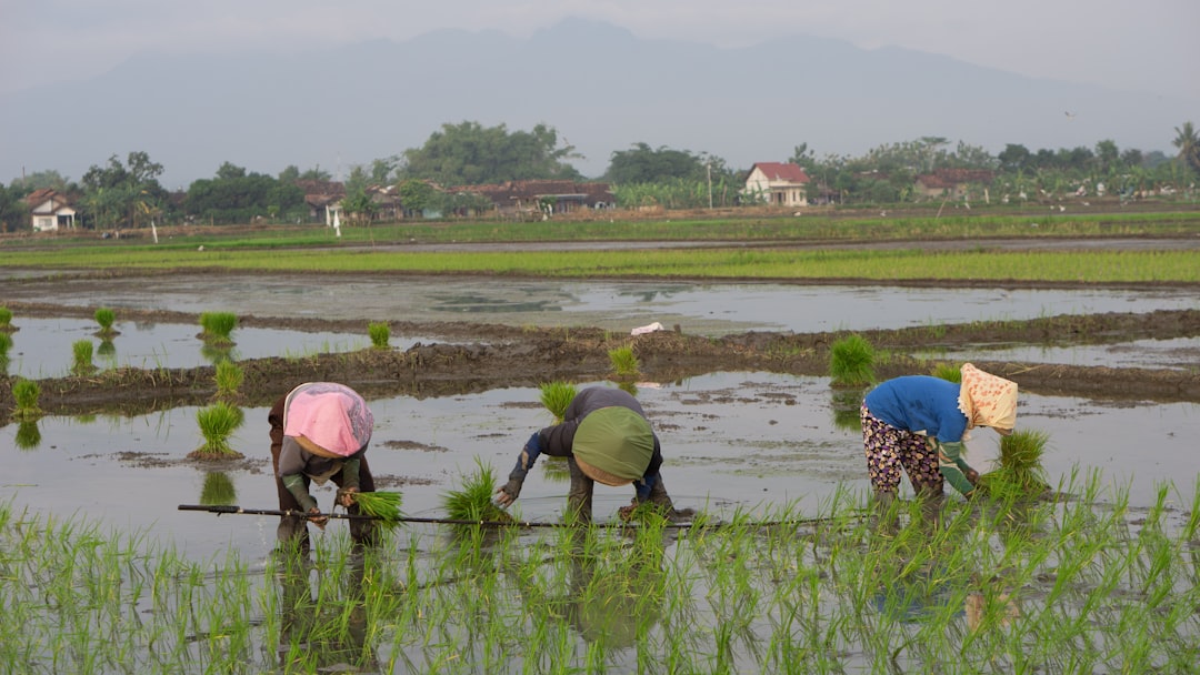 Panen Berlimpah! 5 Tips Jitu untuk Petani Kecil