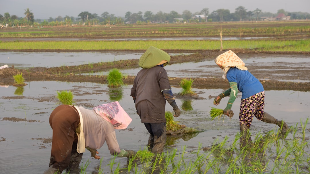 Panen Berlimpah: 5 Tips Jitu untuk Petani Kecil!