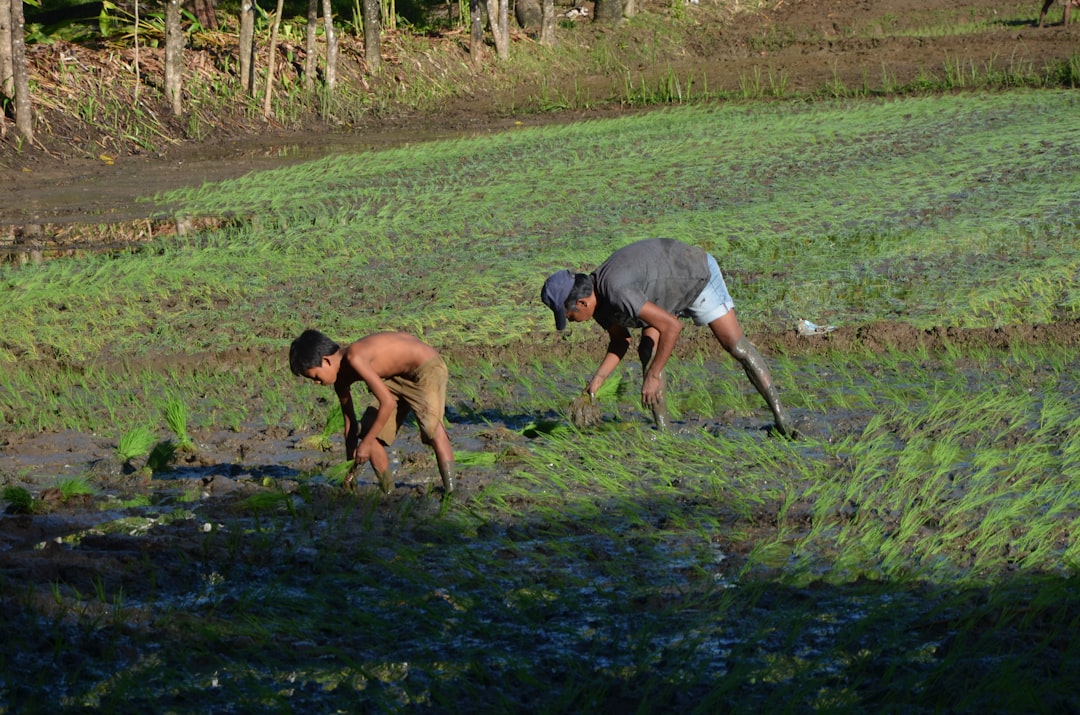 Panen Berlimpah: 5 Tips Jitu untuk Petani Kecil
