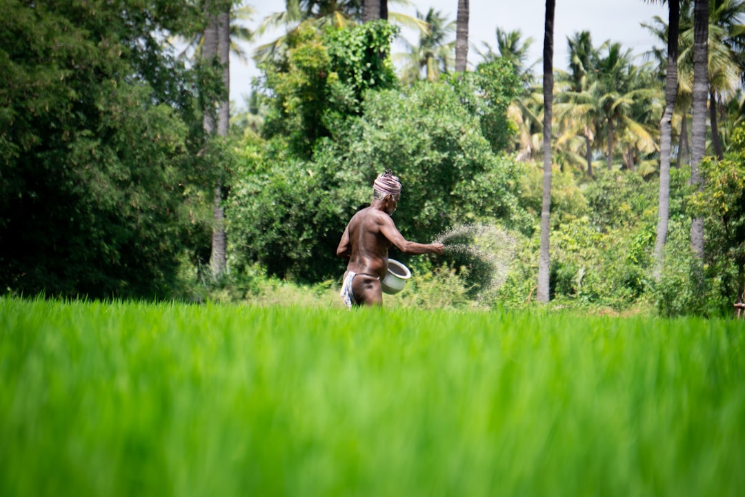 Panen Berlimpah: Panduan Musim Tanam Taktis untuk Petani Kecil