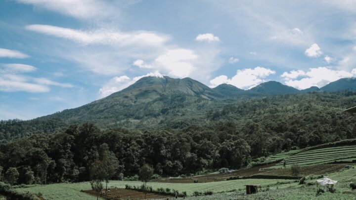 Panen Cabai Melimpah: Kisah Sukses Pak Budi dengan Sistem Hybrid
