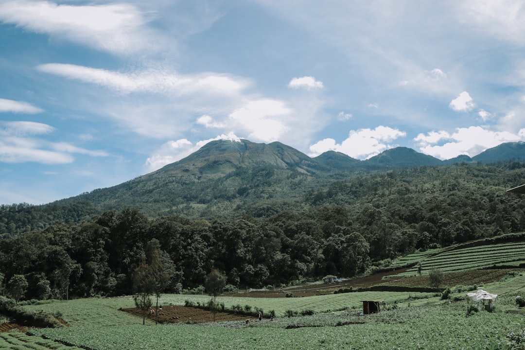 Panen Cabai Melimpah: Kisah Sukses Pak Budi dengan Sistem Hybrid