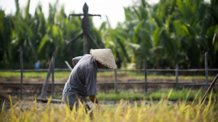 Panen Lebih Banyak dengan Rotasi Tanaman: Jurus Ampuh Petani!