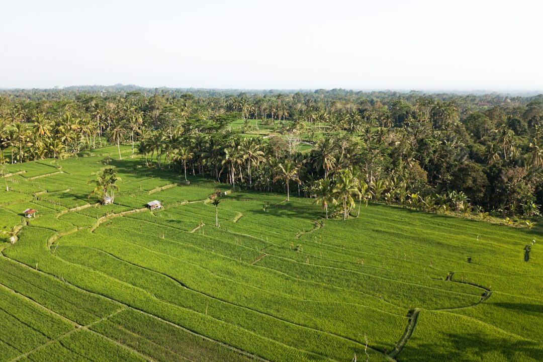Panen Lebih Banyak Padi Hibrida: Kisah Sukses Petani di Jawa Barat