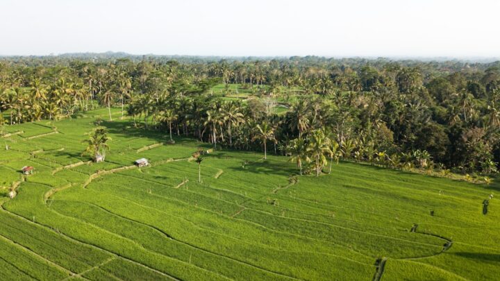 Panen Lebih Banyak Padi Hibrida: Kisah Sukses Petani di Jawa Barat