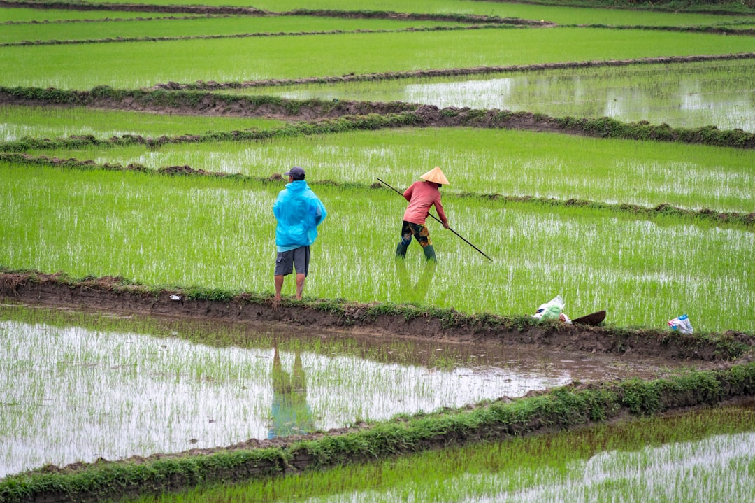 Panen Lebih Untung dengan Rotasi Tanaman: Jurus Ampuh Petani!