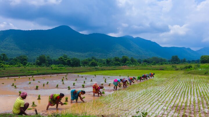 Panen Lebih Untung dengan Rotasi Tanaman: Panduan Mudah untuk Petani