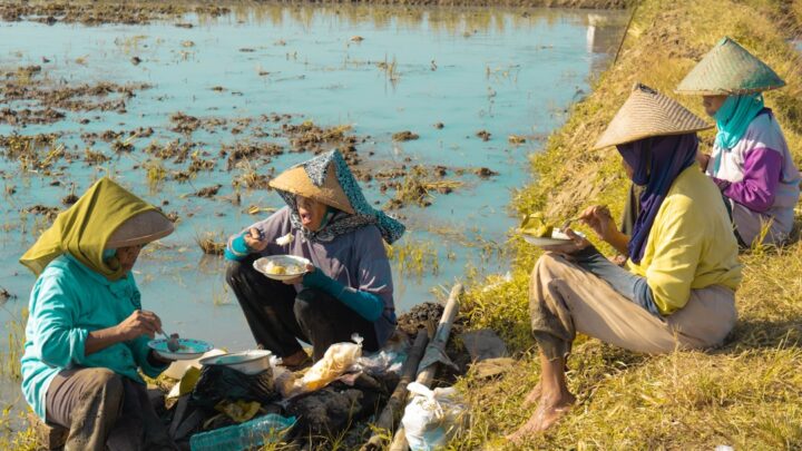 Panen Maksimal: Strategi Musim Tanam Hibrida untuk Petani Kecil