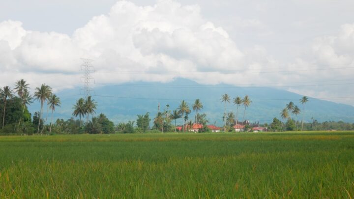 Panen Padi Lebih Untung dengan Rotasi Tanaman!