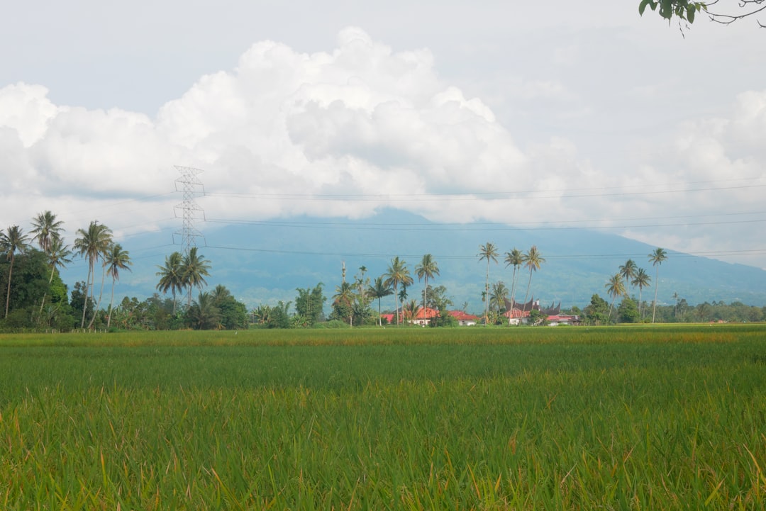 Panen Padi Lebih Untung dengan Rotasi Tanaman!