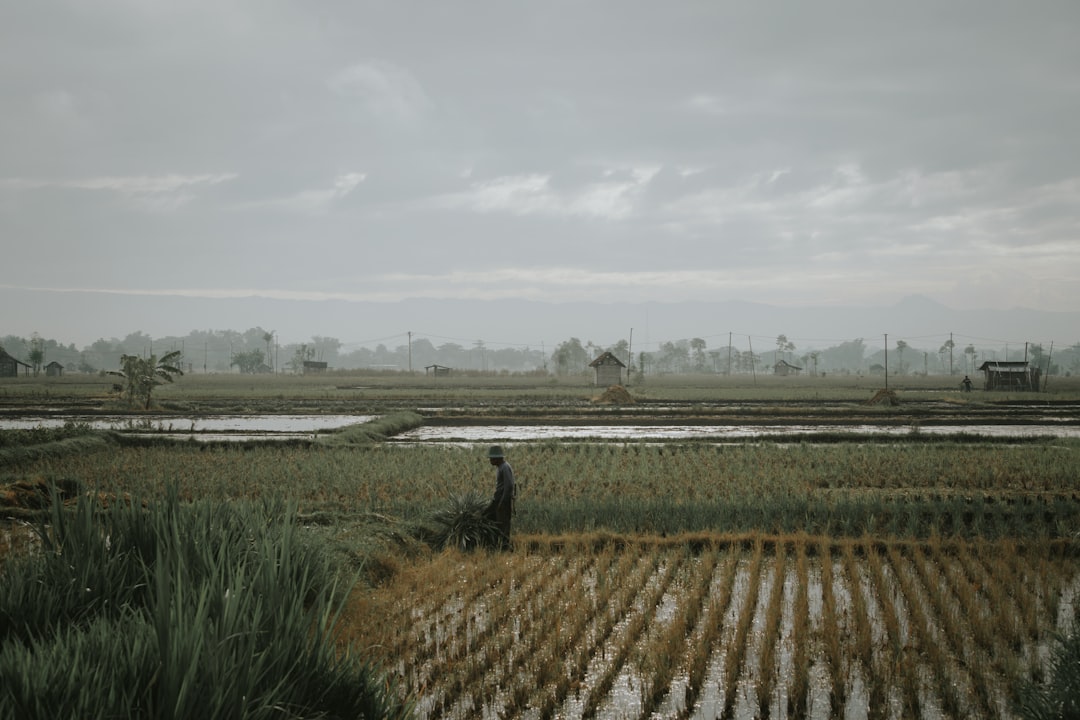 Pupuk Dasar: Kunci Panen Melimpah untuk Petani Desa!