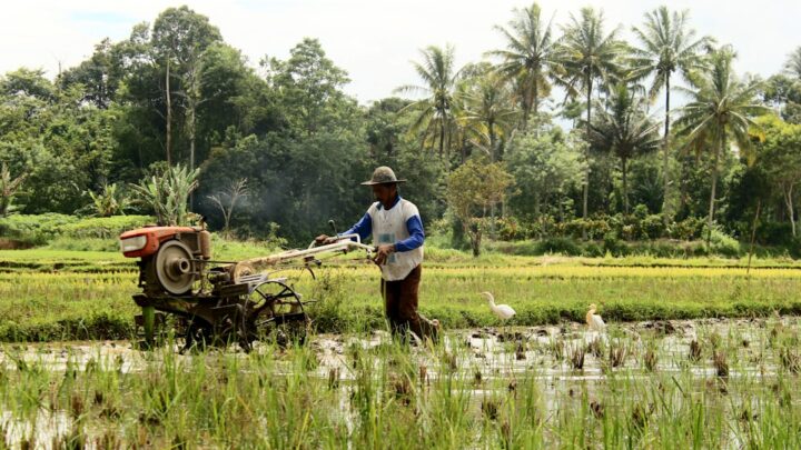 Pupuk Hemat, Panen Hebat: Jurus Rotasi Tanaman!