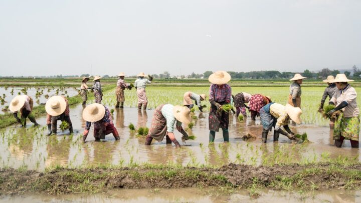 Pupuk Hemat, Tanah Sehat: Jurus Rotasi Tanaman untuk Petani Kecil