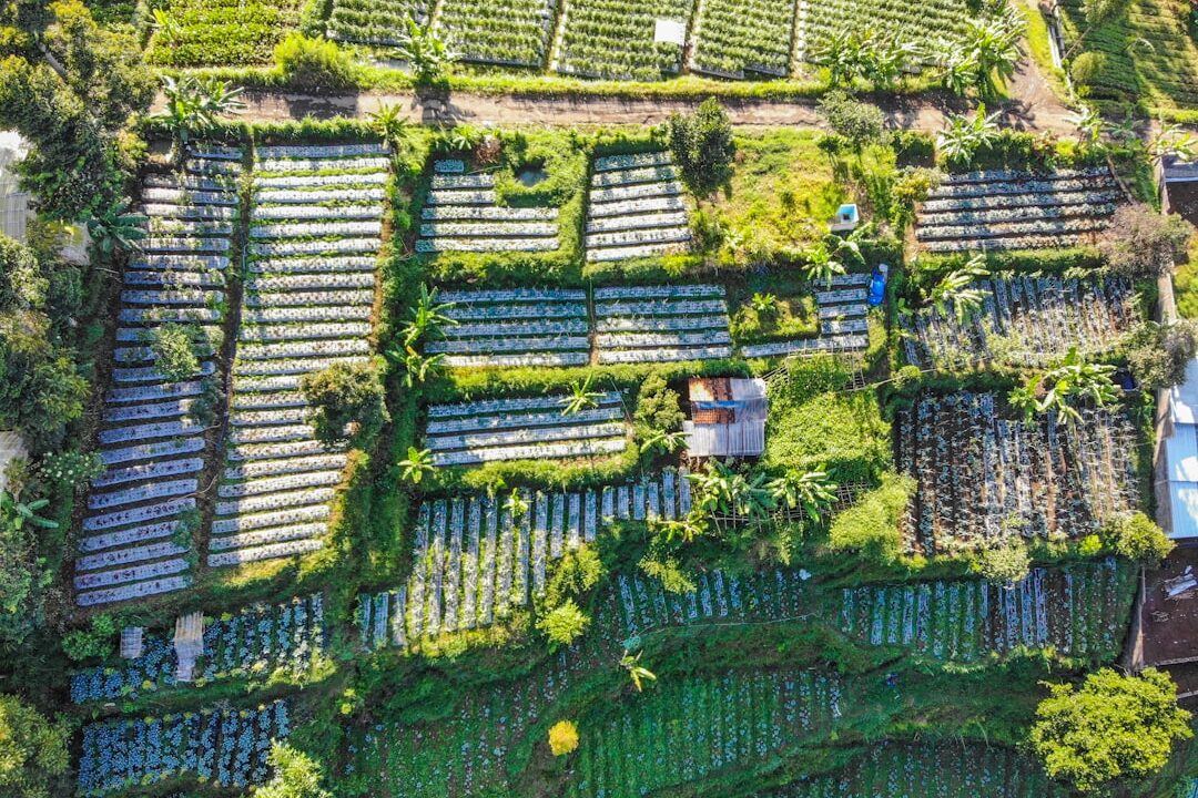 Pupuk Hybrid: Kombinasi Cerdas untuk Lahan Subur dan Hasil Panen Melimpah