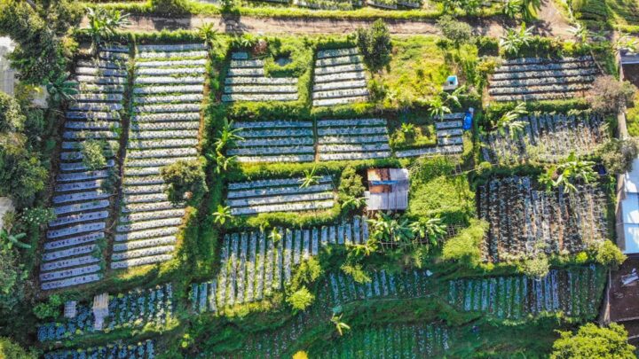 Pupuk Hybrid: Kombinasi Cerdas untuk Lahan Subur dan Hasil Panen Melimpah