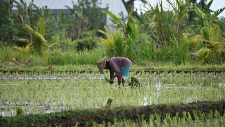 Rotasi Tanaman: Kunci Untung Lebih di Musim Tanam Berikutnya!
