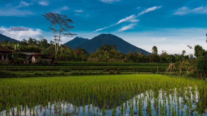 Rotasi Tanaman Padi: Panen Lebih Banyak, Tanah Lebih Sehat!