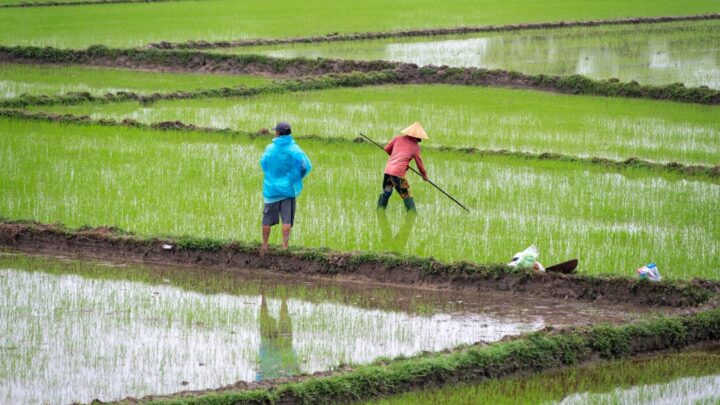 Rotasi Tanaman: Strategi Ampuh Tingkatkan Untung Petani Kecil!