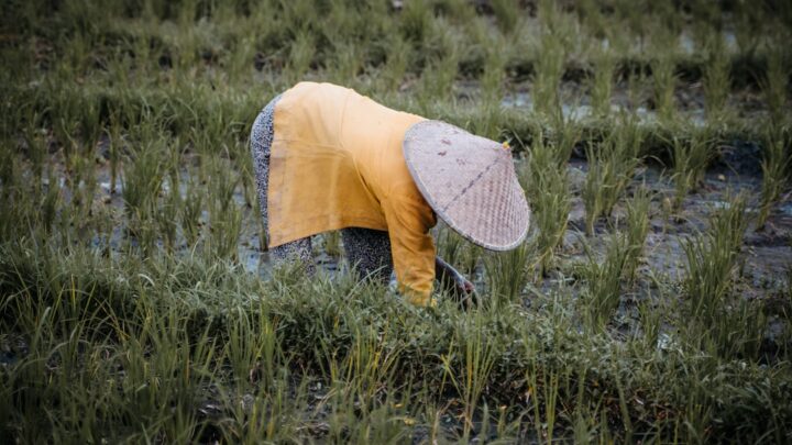 Rotasi Tanaman: Untung Berlipat, Pasar Stabil!