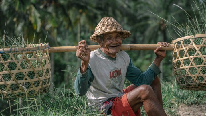 Strategi Hybrid: Jual Panen Langsung atau Olah Dulu?