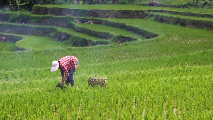 Studi Kasus: Panen Melimpah Padi Hibrida di Lahan Sempit