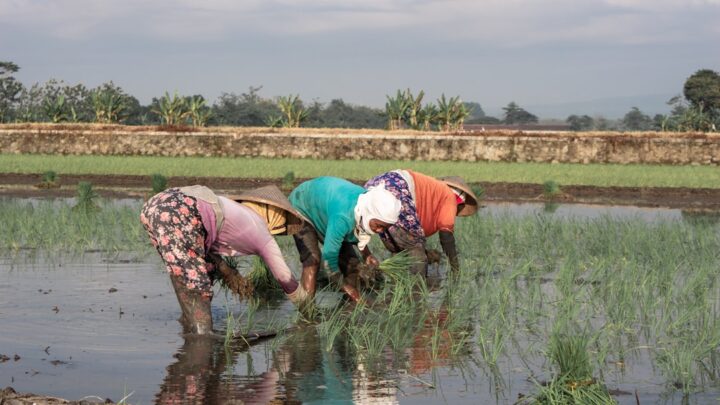 Waktu Tanam Pas: Kunci Panen Berlimpah, Pak Tani!