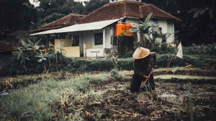 Waspada! Kenali Hama & Penyakit Tanaman Biar Panen Selamat