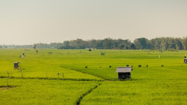 Panduan Dasar Tanam Padi: Panen Melimpah, Petani Senang!