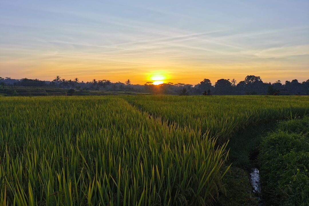 Panen Berlimpah: Jurus Rotasi Tanaman untuk Sawah Padi Kamu!