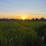 Panen Berlimpah: Jurus Rotasi Tanaman untuk Sawah Padi Kamu!