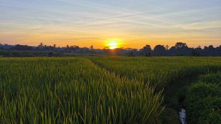 Panen Berlimpah: Jurus Rotasi Tanaman untuk Sawah Padi Kamu!