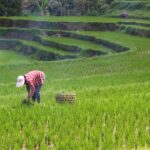 Panen Lebih Banyak dengan Padi Hibrida: Studi Kasus Petani Pak Budi
