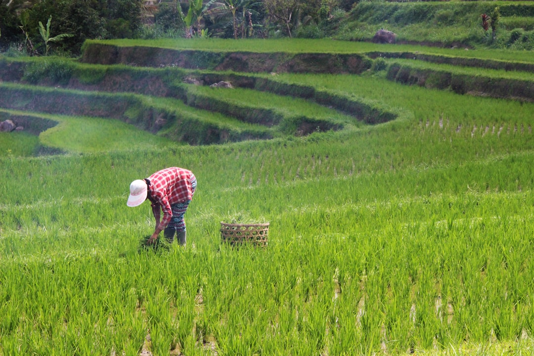 Panen Lebih Banyak dengan Padi Hibrida: Studi Kasus Petani Pak Budi