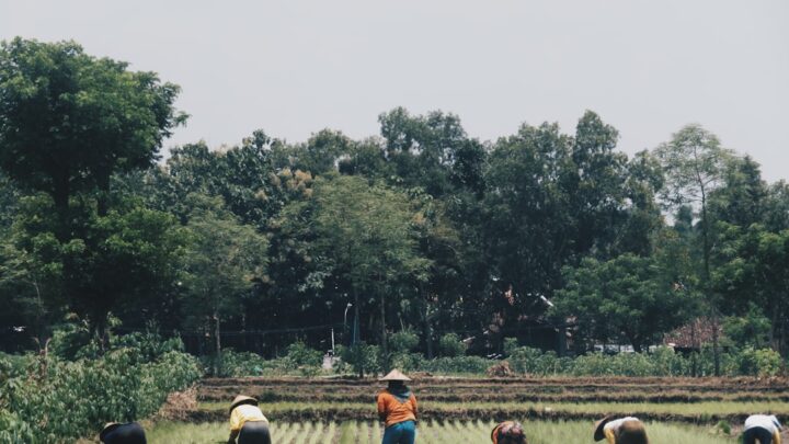 Panen Lebih Banyak dengan Rotasi Tanaman: Panduan Mudah!